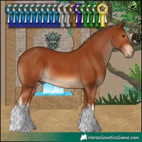 Horse Color:White Spotted Chestnut