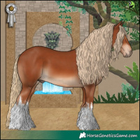 Horse Color:White Spotted Chestnut