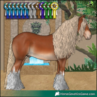 Horse Color:White Spotted Chestnut