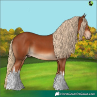 Horse Color:White Spotted Chestnut 