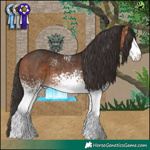 Horse Color:White Spotted Bay 