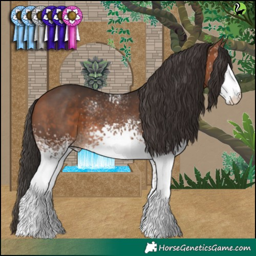 Horse Color:White Spotted Bay 