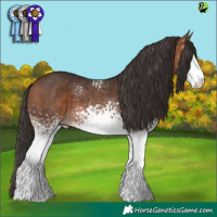 Horse Color:White Spotted Bay 