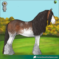 Horse Color:White Spotted Bay 