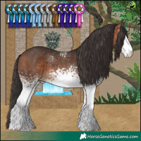 Horse Color:White Spotted Bay 