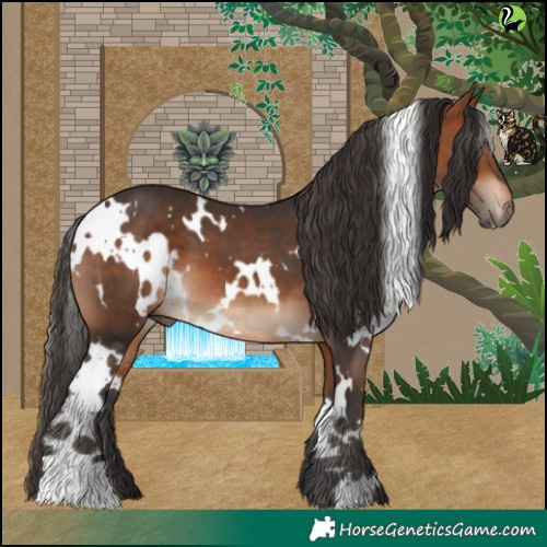 Horse Color:White Spotted Bay 