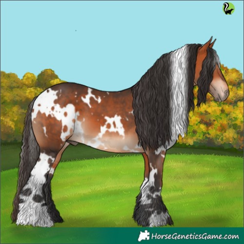 Horse Color:White Spotted Bay 