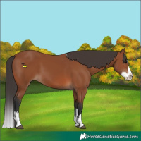 Horse Color:Bay Splash 