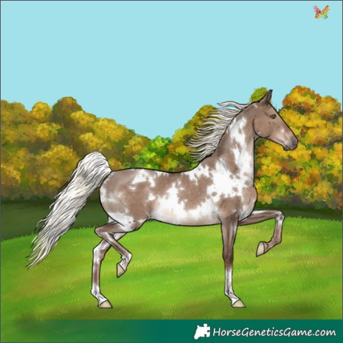 Horse Color:White Spotted Liver Red Dun Mushroom Rabicano