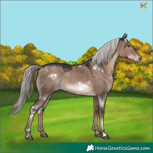 Horse Color:White Spotted Liver Red Dun Mushroom Rabicano 