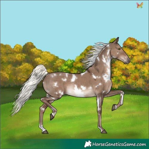 Horse Color:White Spotted Liver Red Dun Mushroom Rabicano