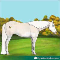 Horse Color:Cremello Splash and Cremello Splash Rabicano