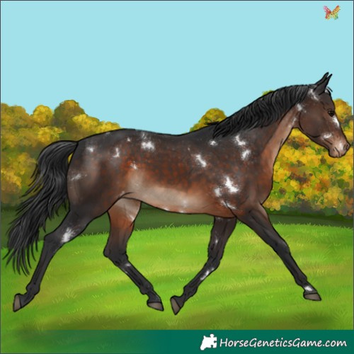 Horse Color:White Spotted Brown Appaloosa