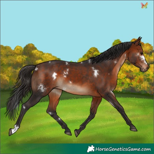 Horse Color:White Spotted Bay