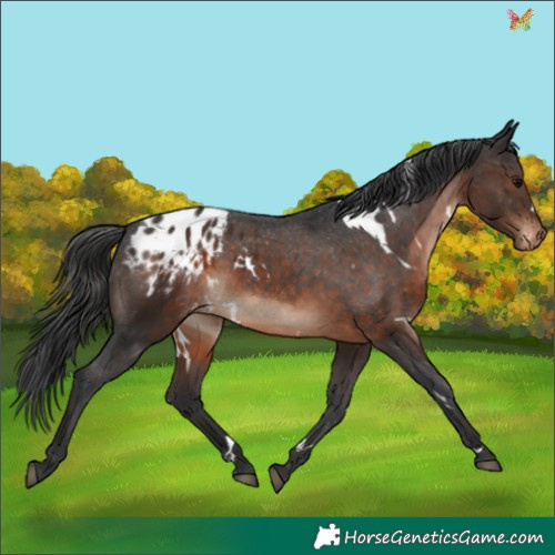 Horse Color:White Spotted Brown Appaloosa 