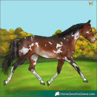 Horse Color:White Spotted Bay 