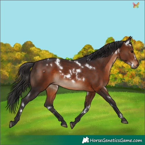 Horse Color:White Spotted Brown 