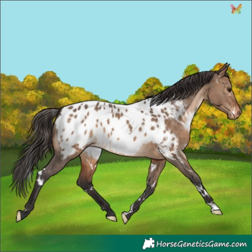 Horse Color:White Spotted Brown Dun Appaloosa