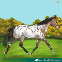 Horse Color:White Spotted Brown Dun Appaloosa 