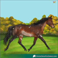 Horse Color:White Spotted Brown 