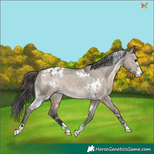 Horse Color:White Spotted Brown Dun Appaloosa 
