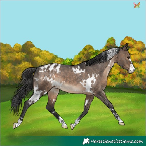 Horse Color:White Spotted Brown Dun Appaloosa 