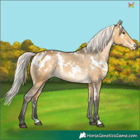Horse Color:White Spotted Silver Buckskin Dun Varnish 