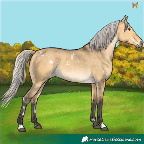 Horse Color:White Spotted Silver Buckskin Dun 