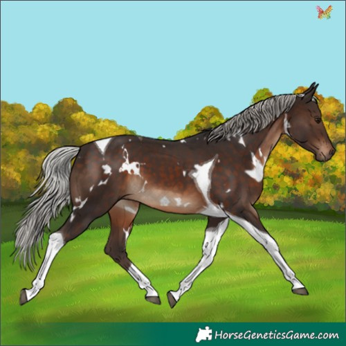 Horse Color:White Spotted Silver Brown Tobiano 