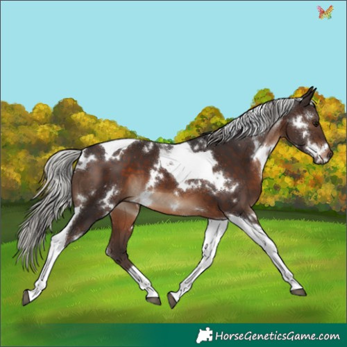 Horse Color:White Spotted Silver Brown Tobiano 