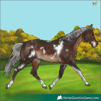 Horse Color:White Spotted Silver Brown Tobiano 