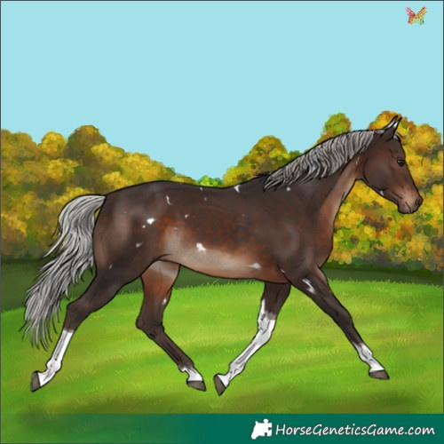 Horse Color:White Spotted Silver Brown Tobiano 