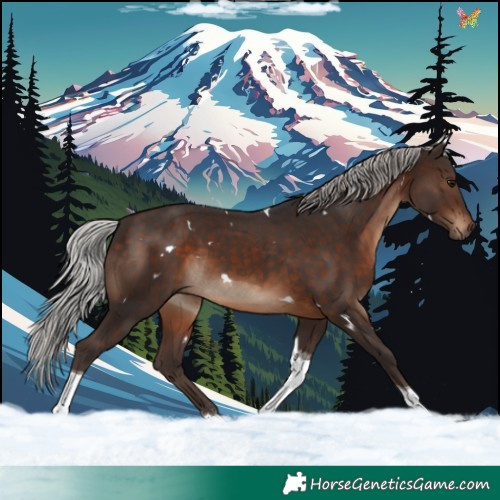 Horse Color:White Spotted Silver Brown Tobiano 