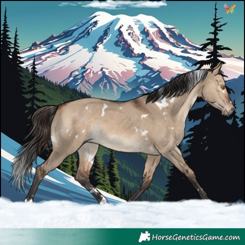 Horse Color:White Spotted Brown Dun 