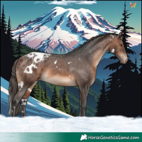 Horse Color:White Spotted Brown Varnish 
