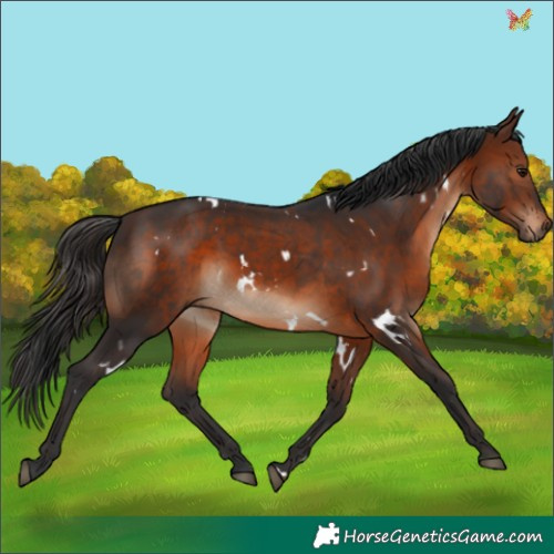 Horse Color:White Spotted Brown 
