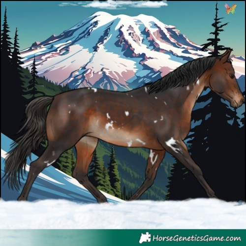 Horse Color:White Spotted Brown 