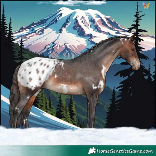 Horse Color:White Spotted Bay Blanket 