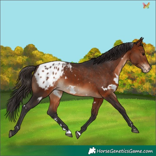 Horse Color:White Spotted Bay Appaloosa 