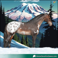 Horse Color:White Spotted Bay Appaloosa 