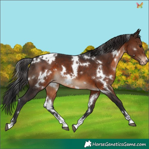 Horse Color:White Spotted Brown Appaloosa 