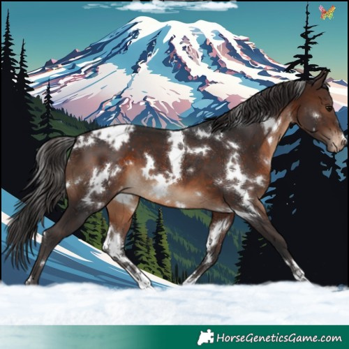 Horse Color:White Spotted Brown Appaloosa 