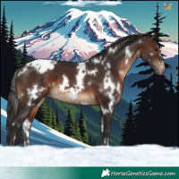 Horse Color:White Spotted Brown Varnish 