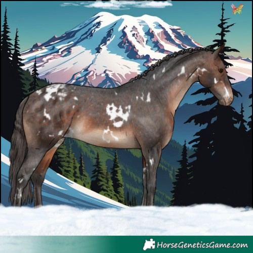 Horse Color:White Spotted Brown Varnish