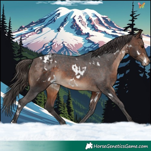 Horse Color:White Spotted Brown Appaloosa 