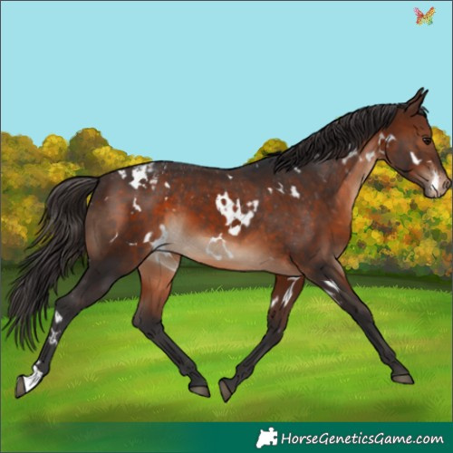 Horse Color:White Spotted Brown Appaloosa 