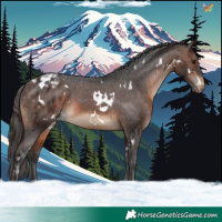Horse Color:White Spotted Brown Varnish 