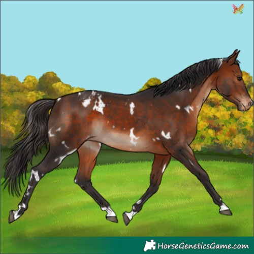 Horse Color:White Spotted Bay Appaloosa 
