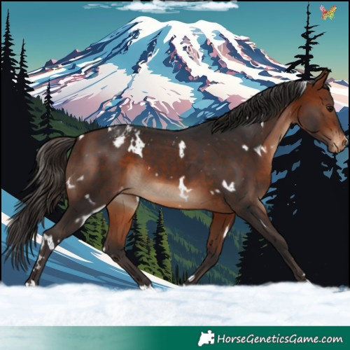 Horse Color:White Spotted Bay Appaloosa 