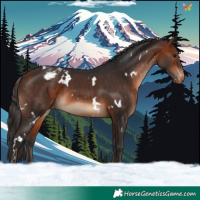 Horse Color:White Spotted Bay Varnish 